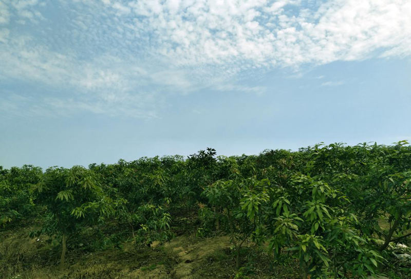 愛普豐澤晟華：為農(nóng)服務(wù)，我們是快樂的